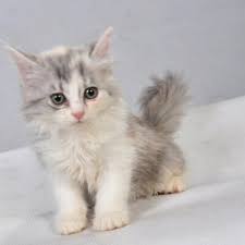 تبني قطط الاحساء alhassacats twitter