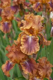 Check spelling or type a new query. Beauty Of Irises Autumn Leaves 2 Photograph By Jenny Rainbow