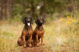 Ein bayerischer gebirgsschweißhund ist ein ruhiges, gelassenes und zurückhaltendes mitglied etwas ungewöhnlich für einen hund ist, dass ein bayerischer gebirgsschweißhund nicht immer an. Bayerischer Gebirgsschweisshund Steckbrief Charakter Wesen Und Haltung