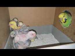 Yem Yiyemeyen Yavruyu Baska Anne Babaya Baktirma Mucize I Fed The Orphan Bird To Different Bird Youtube
