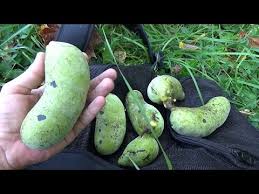 Tennessee wholesale nursery is an online tree farm and plant nursery offering specimen quality trees delivered to your home, office or business. Hunting For Wild Pawpaw Fruit In Tennessee Youtube