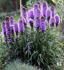 500 Purple Blazing Star Gayfeather Liatris Spicata Flower Etsy In 2021 Flowers Perennials Perennials Garden Flowers Perennials