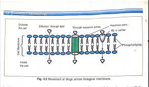 Draw A Diagram That Demonstrates Components Of The Plasma Membranes That Make It Selectively Permeable Describe The Role Of Biology Organisms And Populations 13507419 Meritnation Com