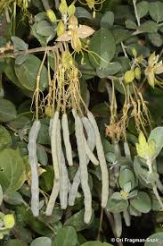 Image result for Cadaba