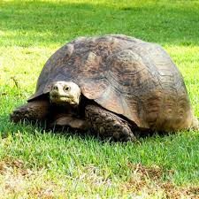 Über einer hellgelben bis beigen grundfärbung liegen schwarze. Rikenmon S Tierwelt Pantherschildkrote Stigmochelys Pardalis