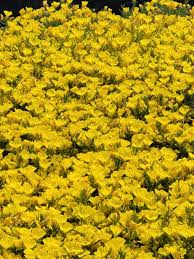 Image result for Vepris drummondii