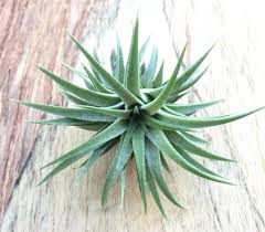 Native to the forests, mountains, and deserts of northern mexico, central america, and south america. Air Plant Types Benefits Care And How To Grow Decorchamp