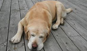 This Is What Your Dog S Sleeping Position Says About Him