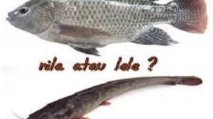 Lebih Untung Budidaya Ikan Lele Atau Ikan Nila Baca Selengkapnya Di Sini Ilmubudidaya Com