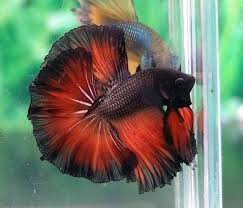 Your betta fish may have beautiful large flowing fins. Most Beautiful Betta Fishes Steemit