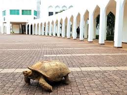 Aso rock is virtually the most prominent rocks in nigeria today and is believed to be the largest monolith that can be found in abuja. Tortoise In Nigeria S Aso Rock Villa Global Pentorch