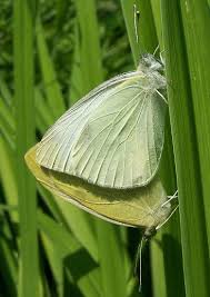 Image result for Pieris rapae