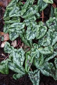 Image result for Cyclamen parviflorum
