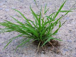 Image result for Eriochloa macclounii