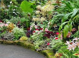 Border Of Assorted Plants Tropical Landscaping Tropical Garden Plants Tropical Garden