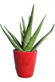Olmasa bile artık bunun için bir şansınız var. Aloe Vera Bitkisi Fiyatlari Ve Modelleri Hepsiburada