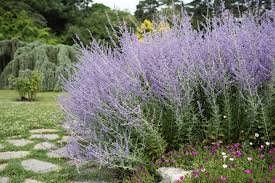 What kind of flowers do spirea bushes produce? August Plant Of The Month Perovskia Atriplicifolia Blue Spire Gardening Tips With J Parker S