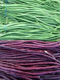Image result for Vigna radicans