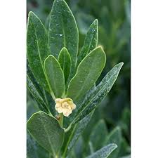 Image result for Eriosema parviflorum