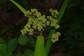 Image result for Hypolytrum