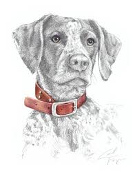 Choose your favorite hunting dog designs and purchase them as wall art, home decor, phone cases, tote bags, and more! German Shorthaired Pointer Hunting Dog Art Drawing By Carol Ferguson Art