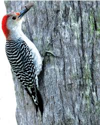 Red Woodpecker Bird Q House Pl