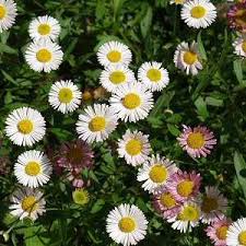 Image result for Erigeron karvinskianus