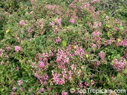 Also called acerola, the barbados cherry is a spectacular tree when it blooms in springtime, which doubles its value in the. Malpighia Punicifolia Nana Barbados Cherry Acerola Dwarf Pink Mound Malphigia Cerejeira Toptropicals Com