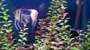 The angelfish is a quest item that is needed for the angler. Angel Fish Male Betta Youtube