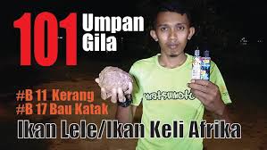 Blender dulu udang rebonnya, campurkan antara jenis tepung tapioka dan roti, kemudian tambahkan telor bebek dan vanilinya, lalu. Team Matsumoto Resipi Umpan Ikan Keli Untuk Main Kolam Facebook