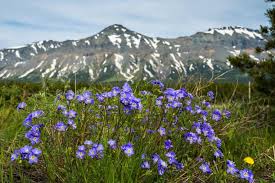 Tracks & trails offers complete, personalized rv vacation planning services for camping trips to national parks within the western united states and canada. East Glacier Scenic Drive Treasures Outside Glacier National Park Roads Less Traveled