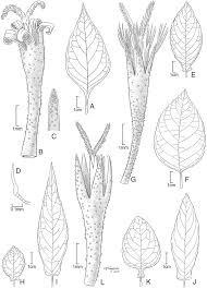 Image result for Vernonia zanzibarensis