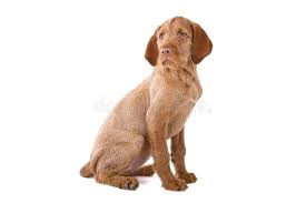 Our dogs the wirehaired vizsla adventure begins! Wirehaired Vizsla Puppy Stock Image Image Of Hunting 14128503