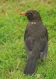 All Black Bird With Black Beak Blackbird Turdus Merula Black Bird Beautiful Birds Female Blackbird