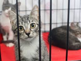 Berikut beberapa penjelasan mengenai cara membuat kandang ayam petelur dari kawat dalam ulasan di bawah ini. Cara Membuat Kandang Kucing Sederhana Dan Murah Pintarpet