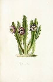 Image result for Neoschumannia