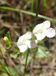 Image result for Linderniella wilmsii