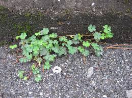 Image result for Oxalis corniculata