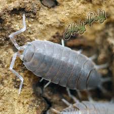 Image result for Polhillides