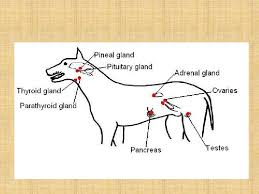 Maybe you would like to learn more about one of these? Sistem Saraf Dan Endokrin Pada Vertebrata