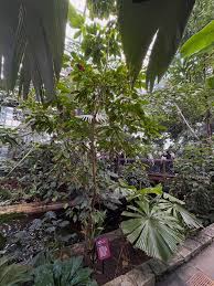 Image result for Cola clavata