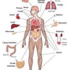 Health Benefits Of Beets The Superfood For Your Daily Diet Detoxkits Human Body Organs Human Body Anatomy Body Organs Diagram
