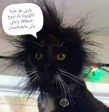 pin by ريماس ريماس on صور مضحكة animals cats