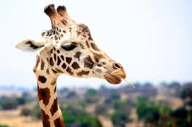 Well, what do you know? Fun Educational Animal Trivia Questions For Kids Yoko Meshi