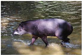 Image result for Rhytachne subgibbosa