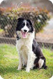 Corning Ca Border Collie Mix Meet Rose Blossom A Dog For Adoption Pet Adoption Pets Dog Adoption