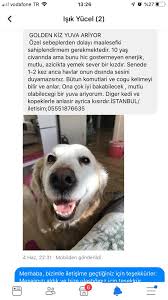 Ucretsiz Kedi Ve Kopek Sahiplenme 2 Home Facebook
