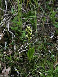 Image result for Liparis harketii