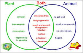 In higher plants, cells seem to nucleate microtubules at sites distributed all around the nuclear envelope. Do Both Animal And Plant Cells Have Lysosomes