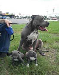 Royal Blue Pitbull Puppies Pitbull Puppies American Pitbull Terrier Blue Pitbull